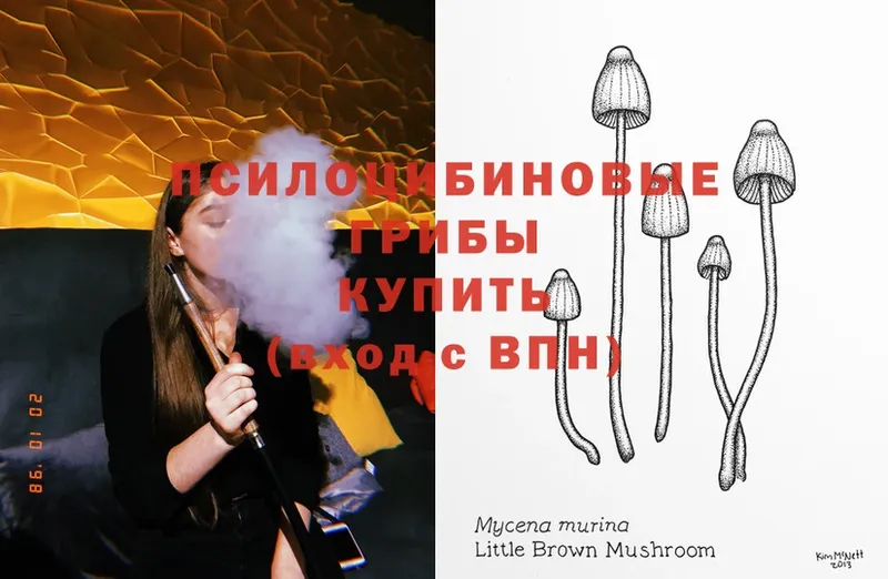 Псилоцибиновые грибы Psilocybine cubensis  OMG маркетплейс  Грайворон 